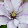 Samaritan Jo Clematis - 1 Gallon Pot -Garden Plants Shop clematis samaritan jo 9