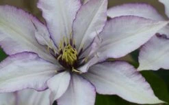 Samaritan Jo Clematis - 1 Gallon Pot -Garden Plants Shop clematis samaritan joe 1