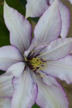 Samaritan Jo Clematis - 1 Gallon Pot -Garden Plants Shop clematis samaritan joe 2
