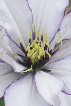 Samaritan Jo Clematis - 1 Gallon Pot -Garden Plants Shop clematis samaritan joe 4