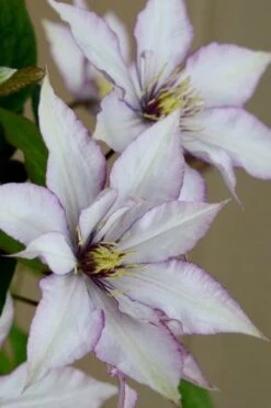 Samaritan Jo Clematis - 1 Gallon Pot -Garden Plants Shop clematis samaritan joe 5