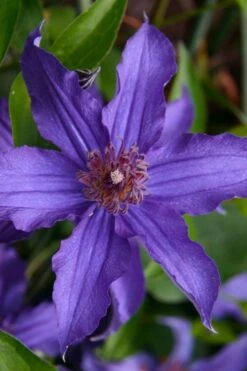 Sapphire Indigo Clematis - 1 Gallon Pot 15 Sapphire Indigo Clematis - 1 Gallon Pot -Garden Plants Shop clematis sapphire indigo 1
