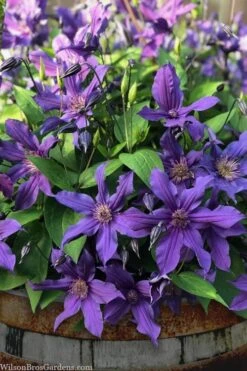 Sapphire Indigo Clematis - 1 Gallon Pot 13 Sapphire Indigo Clematis - 1 Gallon Pot -Garden Plants Shop clematis sapphire indigo 4