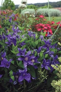 Sapphire Indigo Clematis - 1 Gallon Pot 14 Sapphire Indigo Clematis - 1 Gallon Pot -Garden Plants Shop clematis sapphire indigo 6