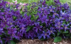 Sapphire Indigo Clematis - 1 Gallon Pot 12 Sapphire Indigo Clematis - 1 Gallon Pot -Garden Plants Shop clematis sapphire indigo 7