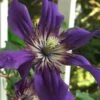 Sapphire Indigo Clematis - 1 Gallon Pot -Garden Plants Shop clematis sapphire indigo 9
