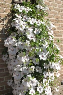 Snow Queen Clematis - 1 Gallon Pot -Garden Plants Shop clematis snow queen 4