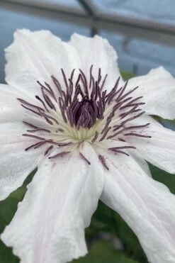 Snow Queen Clematis - 1 Gallon Pot -Garden Plants Shop clematis snow queen 5