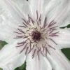 Snow Queen Clematis - 1 Gallon Pot -Garden Plants Shop clematis snow queen 6