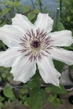 Snow Queen Clematis - 1 Gallon Pot -Garden Plants Shop clematis snow queen 7