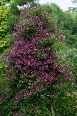 Sweet Summer Love Clematis - 1 Gallon Pot -Garden Plants Shop clematis sweet summer love 4