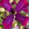 Sweet Summer Love Clematis - 1 Gallon Pot 1 Sweet Summer Love Clematis - 1 Gallon Pot -Garden Plants Shop clematis sweet summer love 6