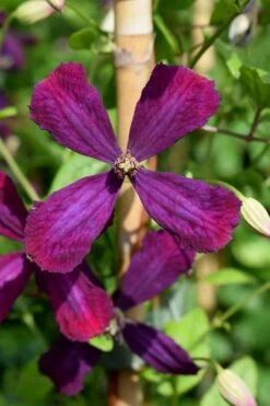 Sweet Summer Love Clematis - 1 Gallon Pot -Garden Plants Shop clematis sweet summer love 7
