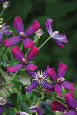 Sweet Summer Love Clematis - 1 Gallon Pot -Garden Plants Shop clematis sweet summer love 8