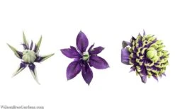 Taiga Clematis - 2 Gallon Pot -Garden Plants Shop clematis taiga 24