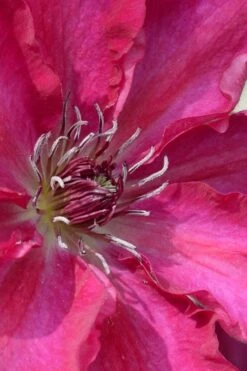 Garland Tekla Clematis - 1 Gallon Pot -Garden Plants Shop clematis tekla 1