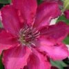 Garland Tekla Clematis - 1 Gallon Pot 1 Garland Tekla Clematis - 1 Gallon Pot -Garden Plants Shop clematis tekla 2