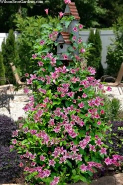 Duchess Of Albany Clematis - 1 Gallon Pot -Garden Plants Shop clematis texensis duchess of albany 15