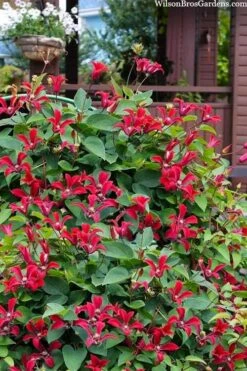 Gravetye Beauty Clematis - 1 Gallon Pot -Garden Plants Shop clematis texensis gravetye beauty 10