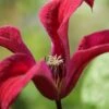 Gravetye Beauty Clematis - 1 Gallon Pot -Garden Plants Shop clematis texensis gravetye beauty 2