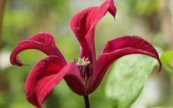 Gravetye Beauty Clematis - 1 Gallon Pot -Garden Plants Shop clematis texensis gravetye beauty 4
