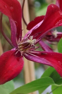 Gravetye Beauty Clematis - 1 Gallon Pot -Garden Plants Shop clematis texensis gravetye beauty 6