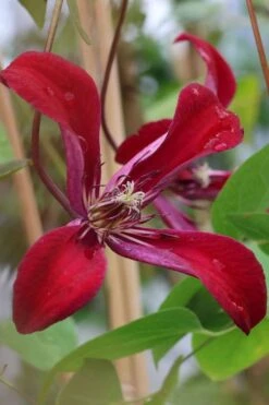 Gravetye Beauty Clematis - 1 Gallon Pot -Garden Plants Shop clematis texensis gravetye beauty 7