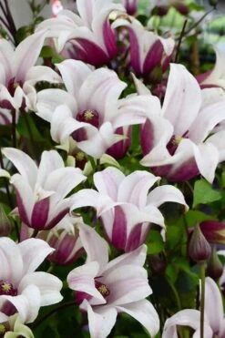 Princess Kate Clematis - 1 Gallon Pot -Garden Plants Shop clematis texensis princess kate 14