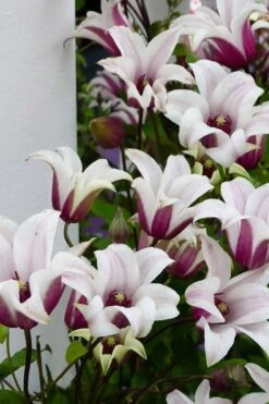 Princess Kate Clematis - 1 Gallon Pot -Garden Plants Shop clematis texensis princess kate 15