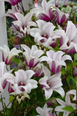 Princess Kate Clematis - 1 Gallon Pot -Garden Plants Shop clematis texensis princess kate 4