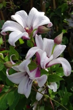 Princess Kate Clematis - 1 Gallon Pot -Garden Plants Shop clematis texensis princess kate 5