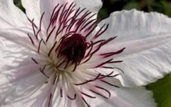 The Countess Of Wessex Clematis - 1 Gallon Pot -Garden Plants Shop clematis the countess of wessex 1