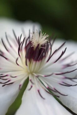 The Countess Of Wessex Clematis - 1 Gallon Pot -Garden Plants Shop clematis the countess of wessex 4