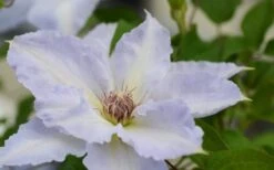 Tranquilite Clematis - 1 Gallon Pot 15 Tranquilite Clematis - 1 Gallon Pot -Garden Plants Shop clematis tranquilete 1