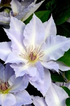 Tranquilite Clematis - 1 Gallon Pot 14 Tranquilite Clematis - 1 Gallon Pot -Garden Plants Shop clematis tranquilete 3