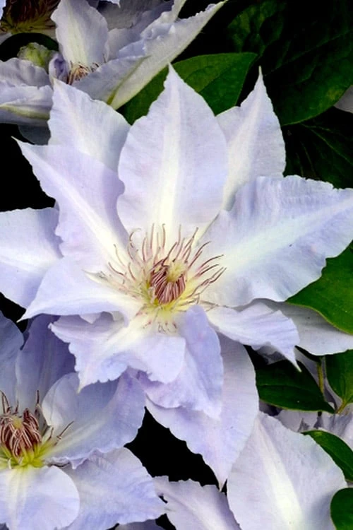 Tranquilite Clematis - 1 Gallon Pot 8 Tranquilite Clematis - 1 Gallon Pot - Image 6