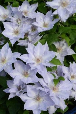 Tranquilite Clematis - 1 Gallon Pot 12 Tranquilite Clematis - 1 Gallon Pot -Garden Plants Shop clematis tranquilite 11