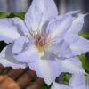 Tranquilite Clematis - 1 Gallon Pot -Garden Plants Shop clematis tranquilite 12