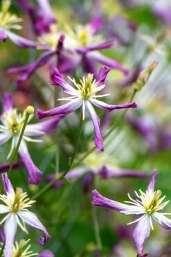 Rubromarginata Fragrant Clematis - 1 Gallon Pot -Garden Plants Shop clematis triternata rubromarginata 1