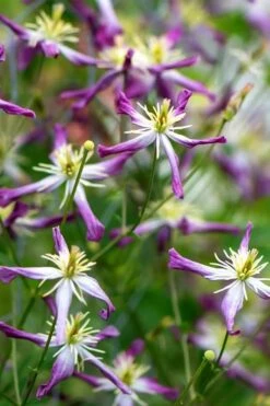 Rubromarginata Fragrant Clematis - 1 Gallon Pot -Garden Plants Shop clematis triternata rubromarginata 2