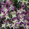Rubromarginata Fragrant Clematis - 1 Gallon Pot -Garden Plants Shop clematis triternata rubromarginata 4