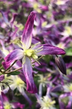 Rubromarginata Fragrant Clematis - 1 Gallon Pot -Garden Plants Shop clematis triternata rubromarginata 5