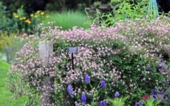 Rubromarginata Fragrant Clematis - 1 Gallon Pot -Garden Plants Shop clematis triternata rubromarginata 6