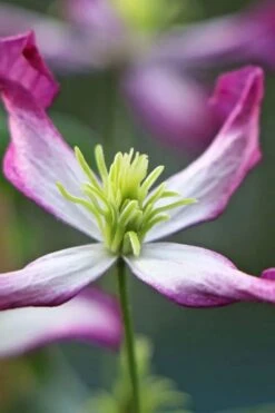 Rubromarginata Fragrant Clematis - 1 Gallon Pot -Garden Plants Shop clematis triternata rubromarginata 7