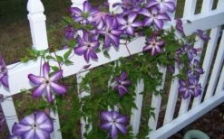 Venosa Violacea Clematis - 1 Gallon Pot -Garden Plants Shop clematis venosa violacea 4