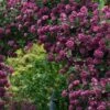 Purpurea Plena Elegans Clematis - 1 Gallon Pot -Garden Plants Shop clematis viticella purpurea plena elegans 9