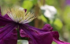 Warsaw Nike Clematis - 1 Gallon Pot 15 Warsaw Nike Clematis - 1 Gallon Pot -Garden Plants Shop clematis warsaw nike 10