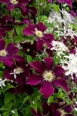 Warsaw Nike Clematis - 1 Gallon Pot 14 Warsaw Nike Clematis - 1 Gallon Pot -Garden Plants Shop clematis warsaw nike 11