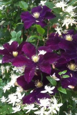 Warsaw Nike Clematis - 1 Gallon Pot 13 Warsaw Nike Clematis - 1 Gallon Pot -Garden Plants Shop clematis warsaw nike 12