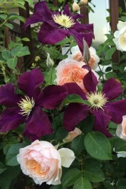 Warsaw Nike Clematis - 1 Gallon Pot 12 Warsaw Nike Clematis - 1 Gallon Pot -Garden Plants Shop clematis warsaw nike 13